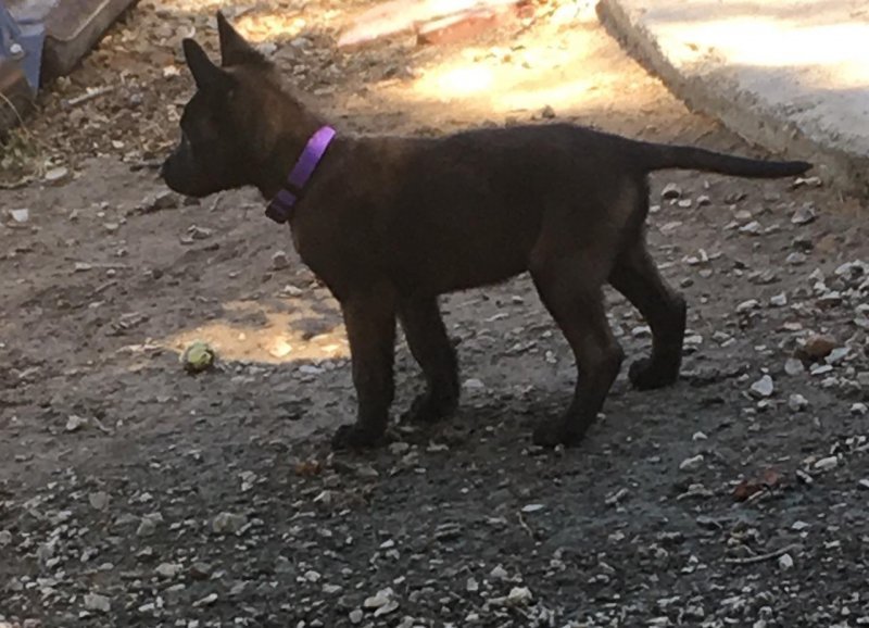 puppy2.jpg