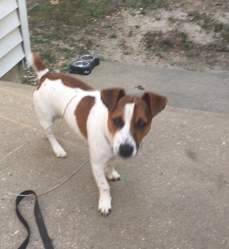 In Search of a Jack Russell Terrier Puppy in South Dakota