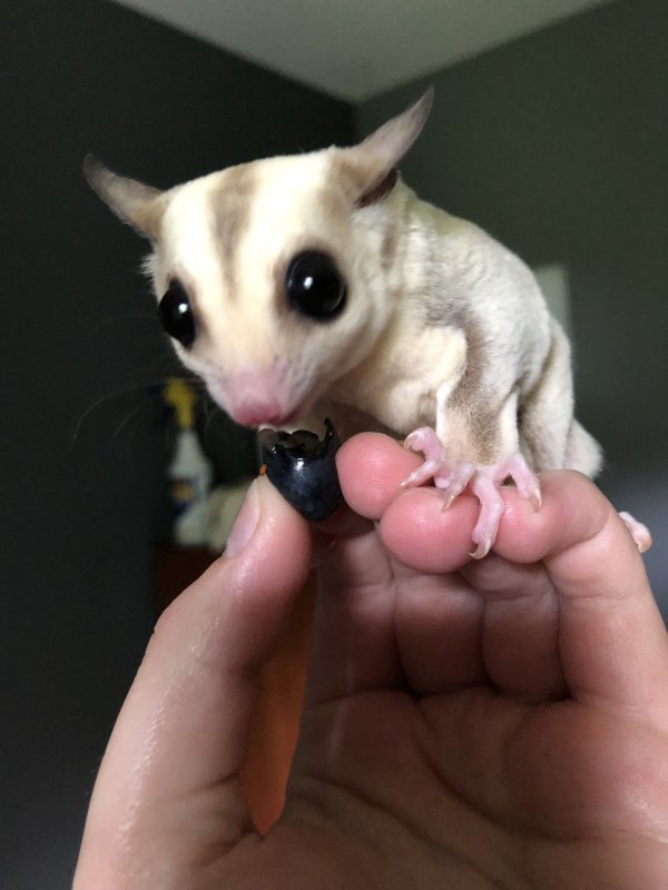 Two Sugar Gliders for Sale in Minnesota