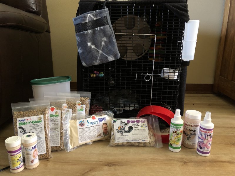 Two Sugar Gliders for Sale in Minnesota