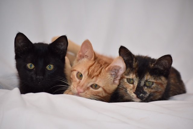 Kittens Need Adopting.JPG