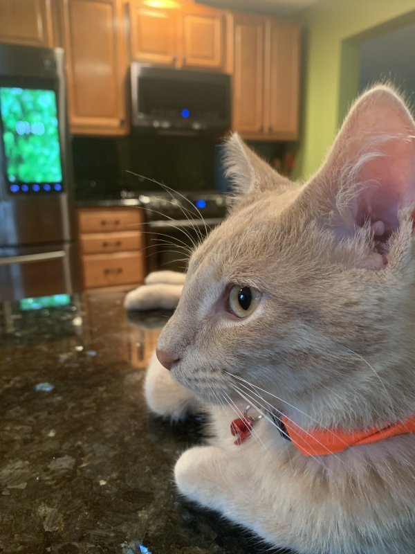 5 Month Old Male Kitten for Sale in Chicago, Illinois