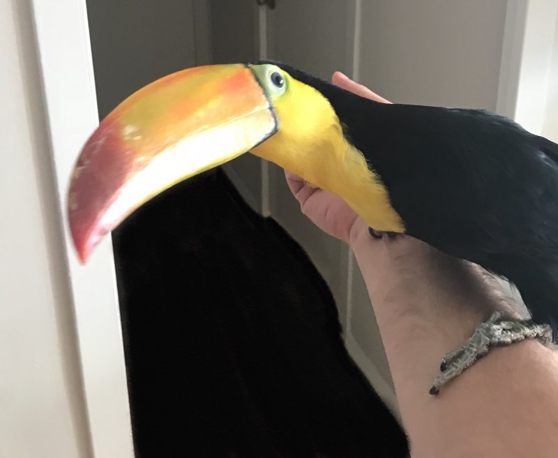ROKO.jpg
