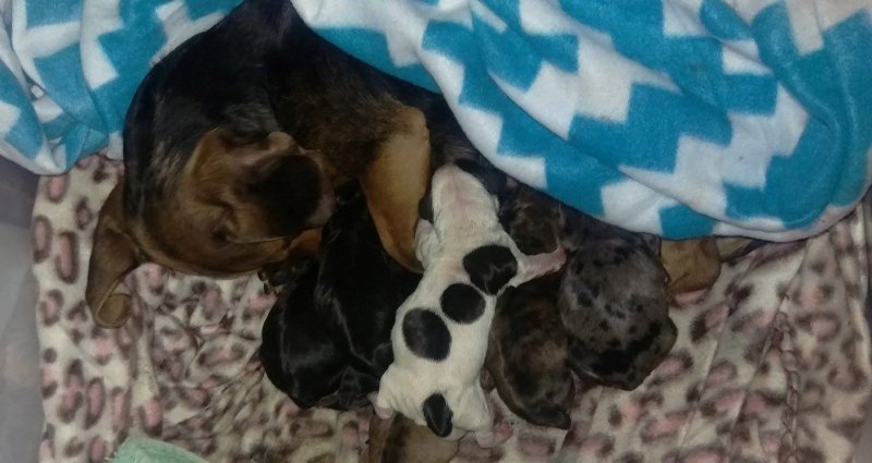 r&j litter1 12-31-16 (2).jpg r&j litter1 12-31-16 (2).jpg