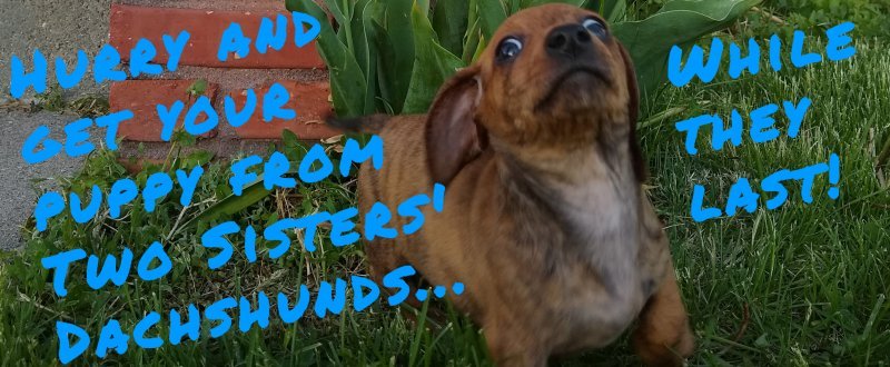oscarbanner.jpg