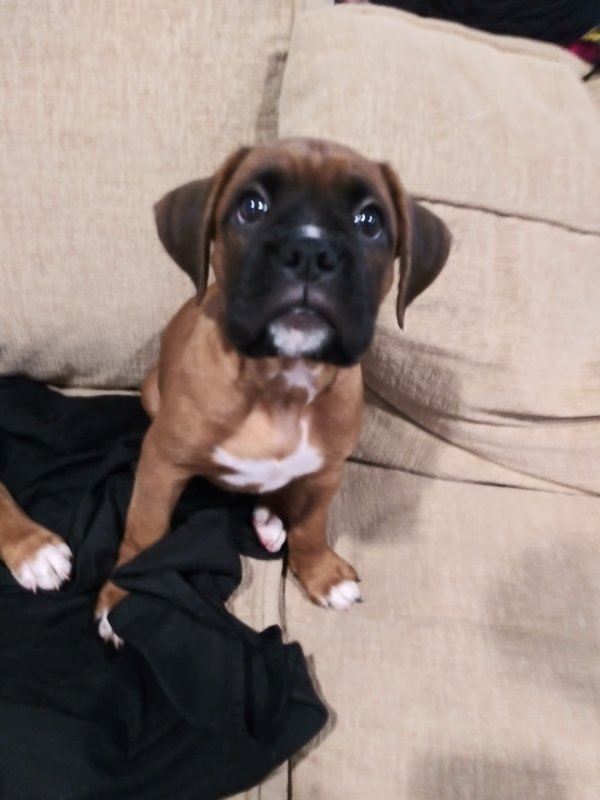 Boxer Puppy For Sale In California PetsWall