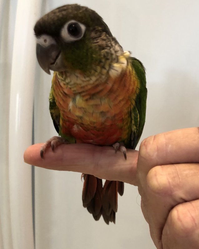 Yellow Sided Green Cheek Conure for Sale