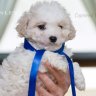 Puppy Love