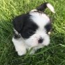 Shurbeez Shih Tzu