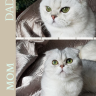 marquessacat