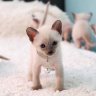 SouthernSiamese