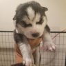 Lovemypaws