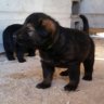 Germansheppardlove83