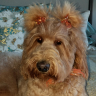 Goldendoodle Mom