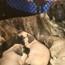 English Mastiffs