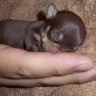 Arizona's Puppy Kingdom