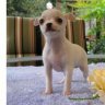 applewoodchihuahuas
