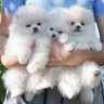 _southwestpups