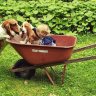 Backwoods Bassets