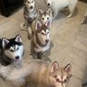 HuskyMOTHER