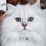 SilverChinPersian