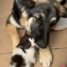 SouthwestKennels