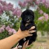 Waggingtailsfarm