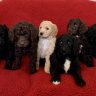 Ever After Poodles