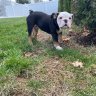 Spike