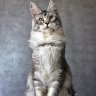 cattery Fire Stone