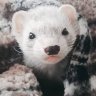 ferret.momma