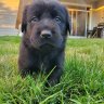 Puppy Luv