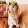 Goldenview.bunnys