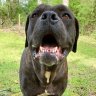 euphoriadogs