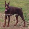 ladobermans