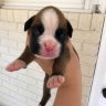 CASS Kennels