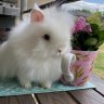 BonsBunnies