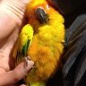conure2705