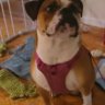 English Bulldog MaMa