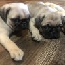 Barkshed Pugs Ohio