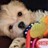 JoniCockapoo