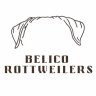 Belico Rottweilers