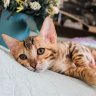 homeraisedbengalkittens