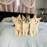 Maine Coon Breeder