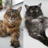 Fantastical Beasties