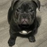 Cjs frenchies