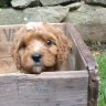 SellingDogs