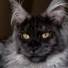 Desert Mainecoons