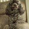 northwestpetsorwa