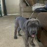 TruthBred Kennels
